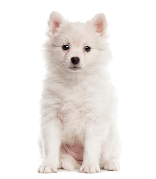 Duitse Spitz puppy zitten en kijken naar de camera geïsoleerd op wit