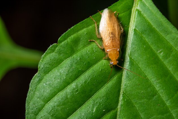 Duitse voornmacro op blad