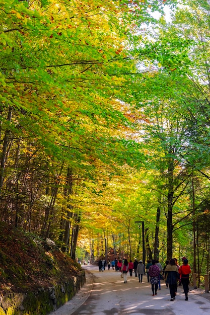 Duitsland Kasteel Neuschwanstein herfst esdoorns bospad esdoorn bospad