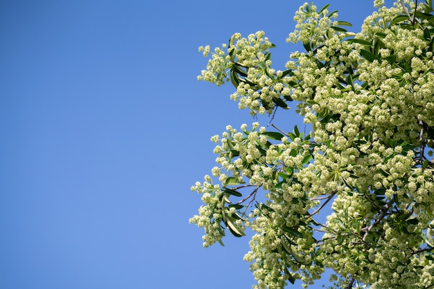 Duivelsboom met bloemen heeft een scherpe geur