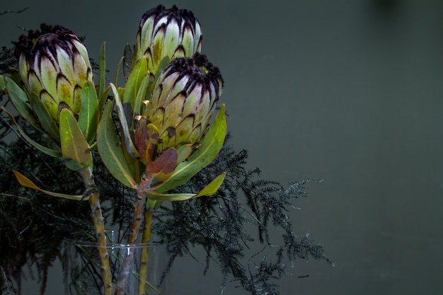 Duivelse boeket van zwarte protea en asperges in een glazen vaas op een donkere achtergrond, selectieve aandacht