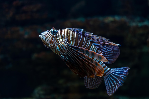 Duivelse vuurvis of leeuwvis die in aquarium zwemt