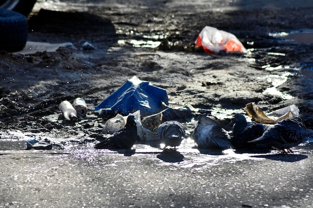 Duiven drinken water uit een plas