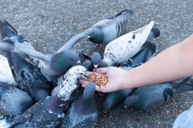 Duiven eten van de hand van de vrouw op het park Duiven voeren in het park overdag