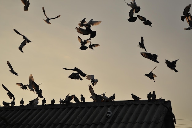 Duiven in de lucht