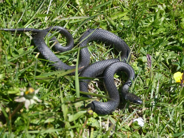 Foto duiven in een veld