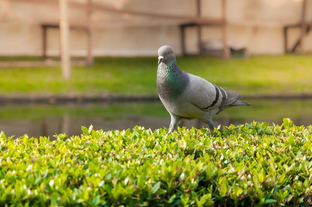 Duiven in het park