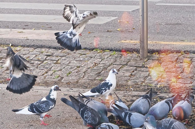 Foto duiven in het stadscentrum