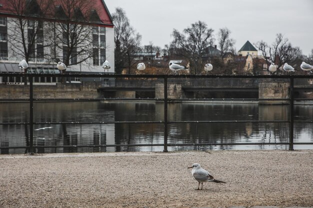 Duiven in het water.