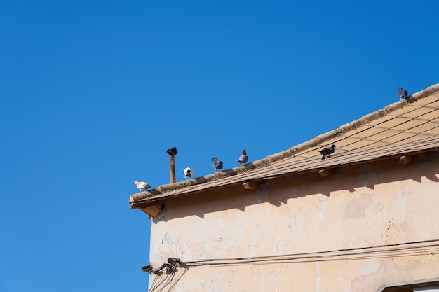 Duiven koesteren zich in de zon op het dak van een oud huis