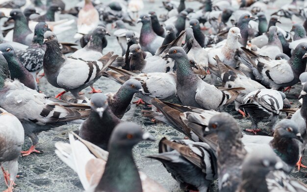 Duiven meelevend op het stadsplein