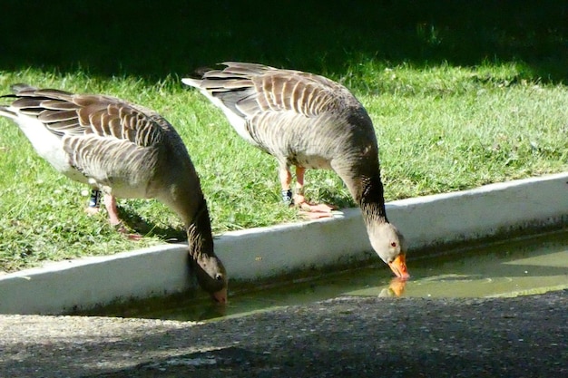 Foto duiven op een veld