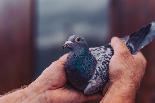 Duiven vogels vliegen of staan tegen de lucht met een man die tham . vasthoudt