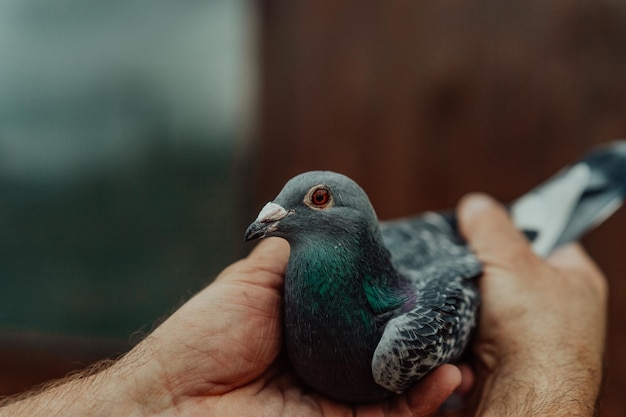 Duiven vogels vliegen of staan tegen de lucht met een man die tham . vasthoudt