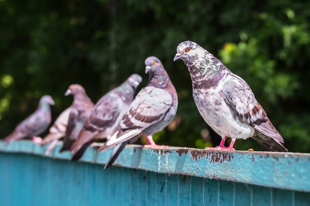 Duiven zitten op een ijzeren hek in een stadspark