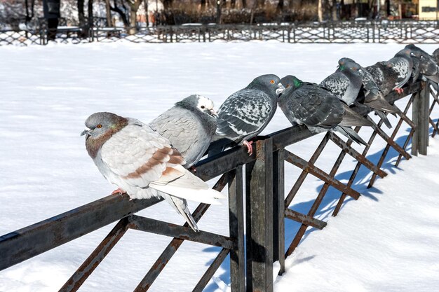 Duiven zitten op een metalen hek en koesteren zich in de zon winterstadslandschap