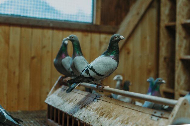 Duivenvogels staan samen met vriendenDuiven zittenGeïsoleerde duivenPortret van vogels