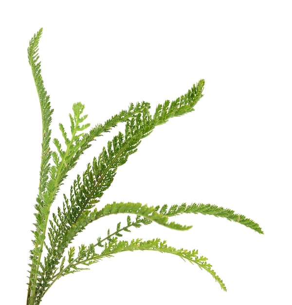 Duizendblad Achillea millefolium geïsoleerd op witte achtergrond