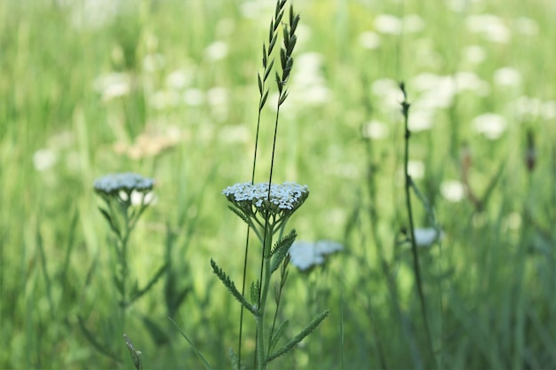 Foto duizendbladbloem in het gras