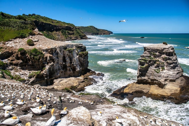 Duizenden Jan-van-gentvogels nestelen aan de kust bij het Muriwai-strand bij Auckland