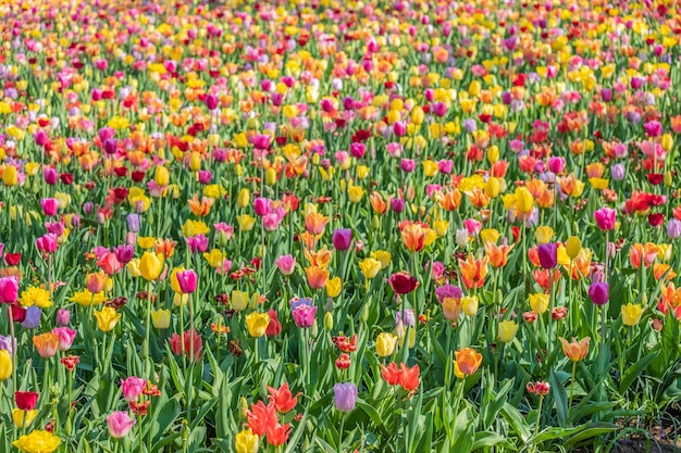 Duizenden Tulpen