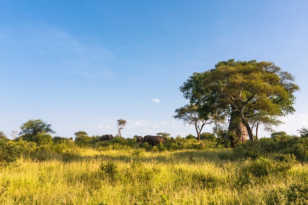 Foto duizendjarige baobab en een kudde olifanten. tarangire, afrika