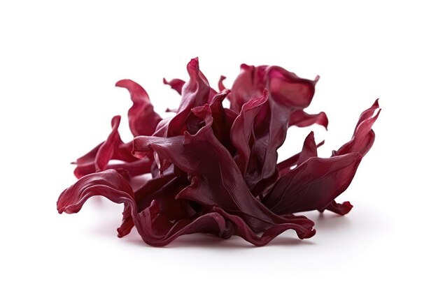 Dulse Algae On White Background Generative AI