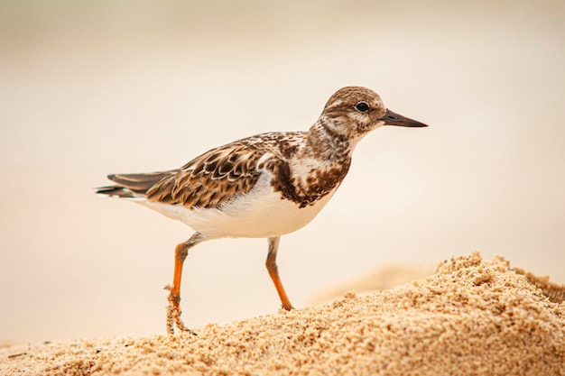 Dulus dominicus sulla spiaggia in cerca di cibo