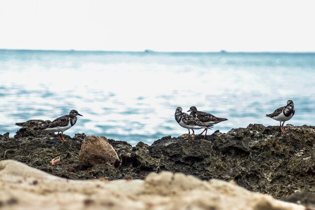 Dulus dominicus si sposta sulla spiaggia della repubblica dominicana