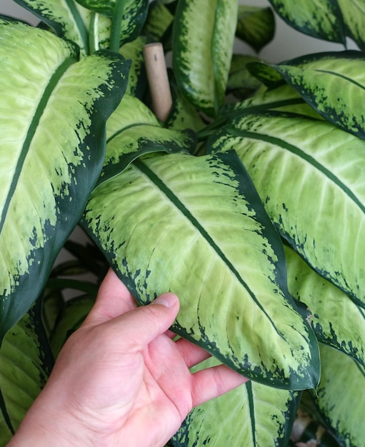 Dumb cane bloem difenbahya huis difenbahya bloem grootbladige sierplanten