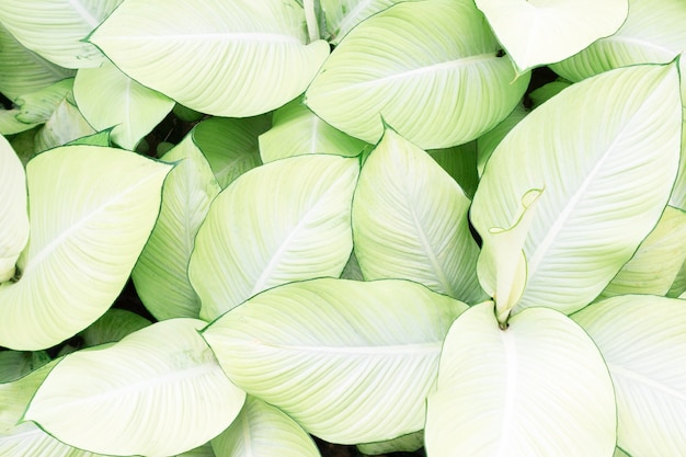 dumb cane leaf top view