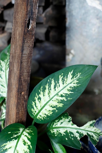 Pianta di canna muta o dieffenbachia exotica