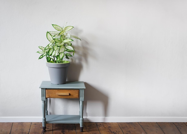 日光の部屋の灰色のテーブルの上の灰色の植木鉢に愚かなサトウキビの植物またはディフェンバキア
