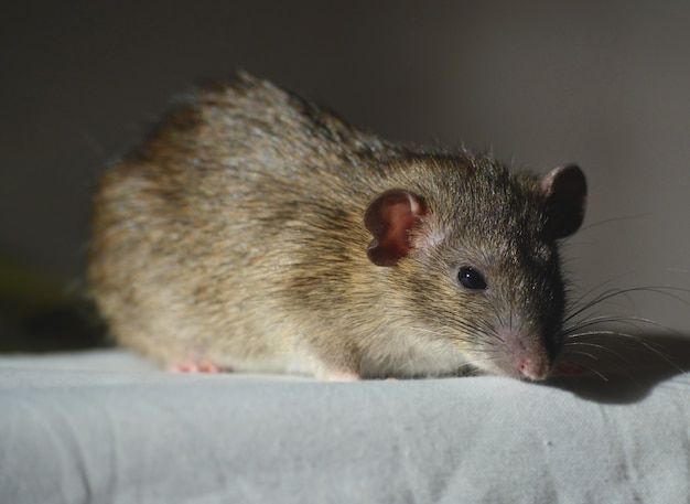 Dumbo agouti rat op wit