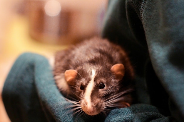 A dumbo rat a pet in the caring hands of a person