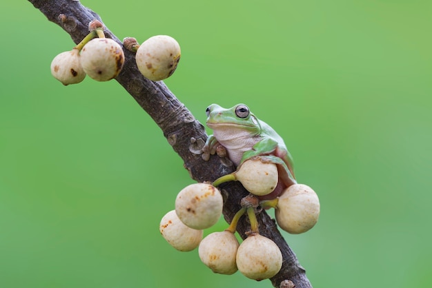 dummpy frog or green tree frog  on twigs  in tropical garden