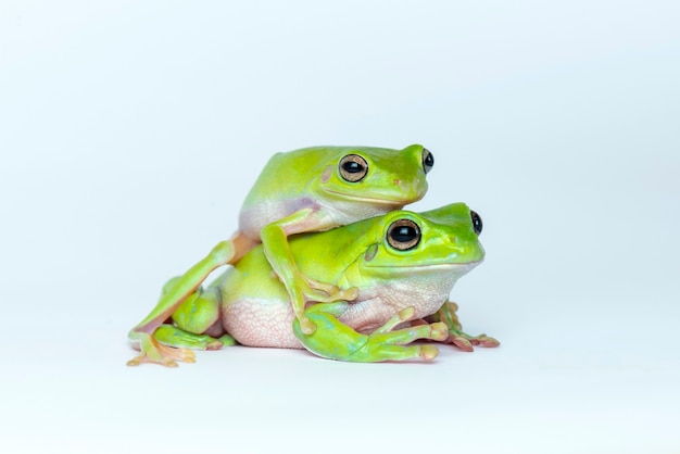 Dumpy Frog or green frog on white background