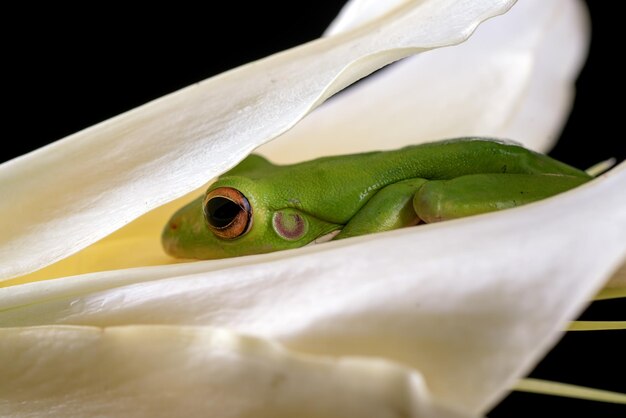 Dumpy frog hiding inside lily flower