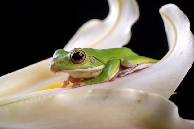 Dumpy frog hiding inside lily flower