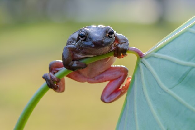 Photo dumpy frog on leaf in the garden