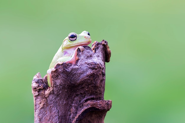 Photo dumpy frog on leaf  in tropical garden