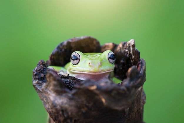 Foto rana tarchiata su foglia in giardino tropicale