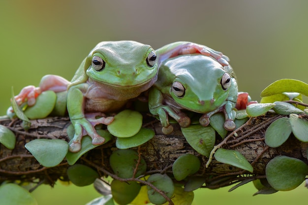 dumpy frog on leaf
