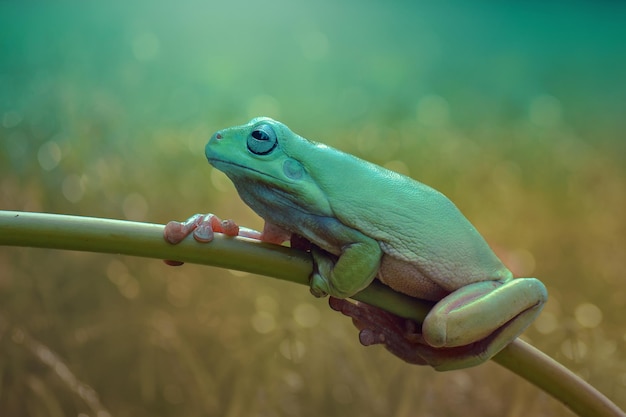 dumpy frog on leaf