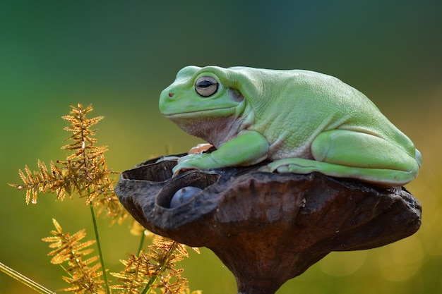 dumpy frog on leaf