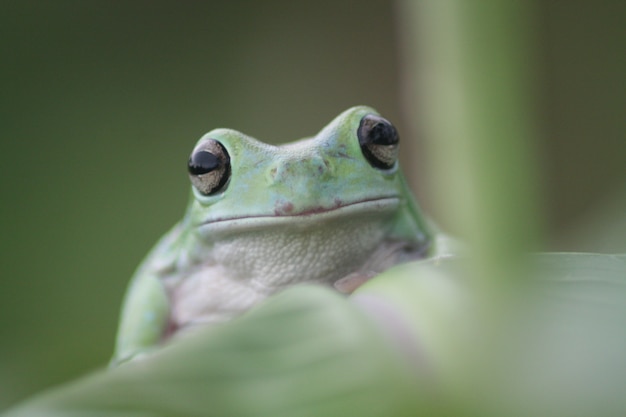 Dumpy Frog On Leaf