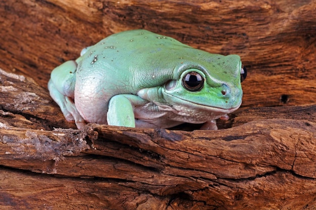 Dumpy frog litoria caerulea closeup on bark dumpy frog on branch tree frog on branch amphibian closeup