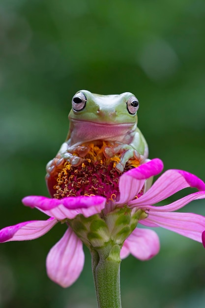 Dumpy frog litoria caerulea on flower