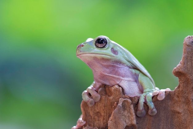 Dumpy frog litoria caerulea on green leaves dumpy frog on branch tree frog on wood amphibian closeup