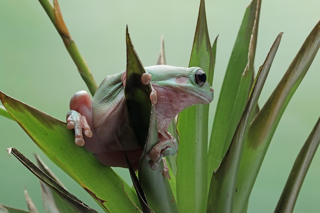 Тупая лягушка litoria caerulea на зеленых листьях